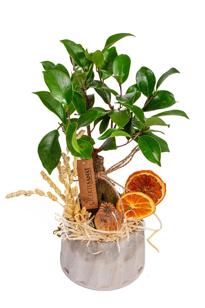 Xsmall Ginseng Bonsai
