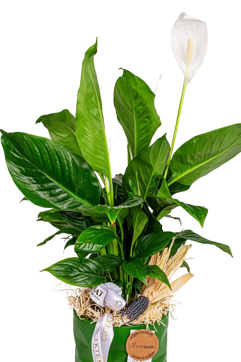 Barış Çiçeği Spatifilyum Yeşil Seramik Saksı - 2
