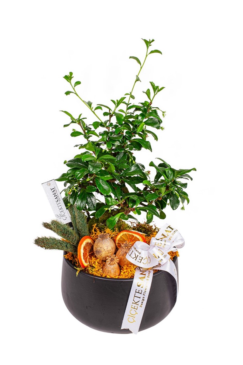 Zelkova Bonsai Ağacı