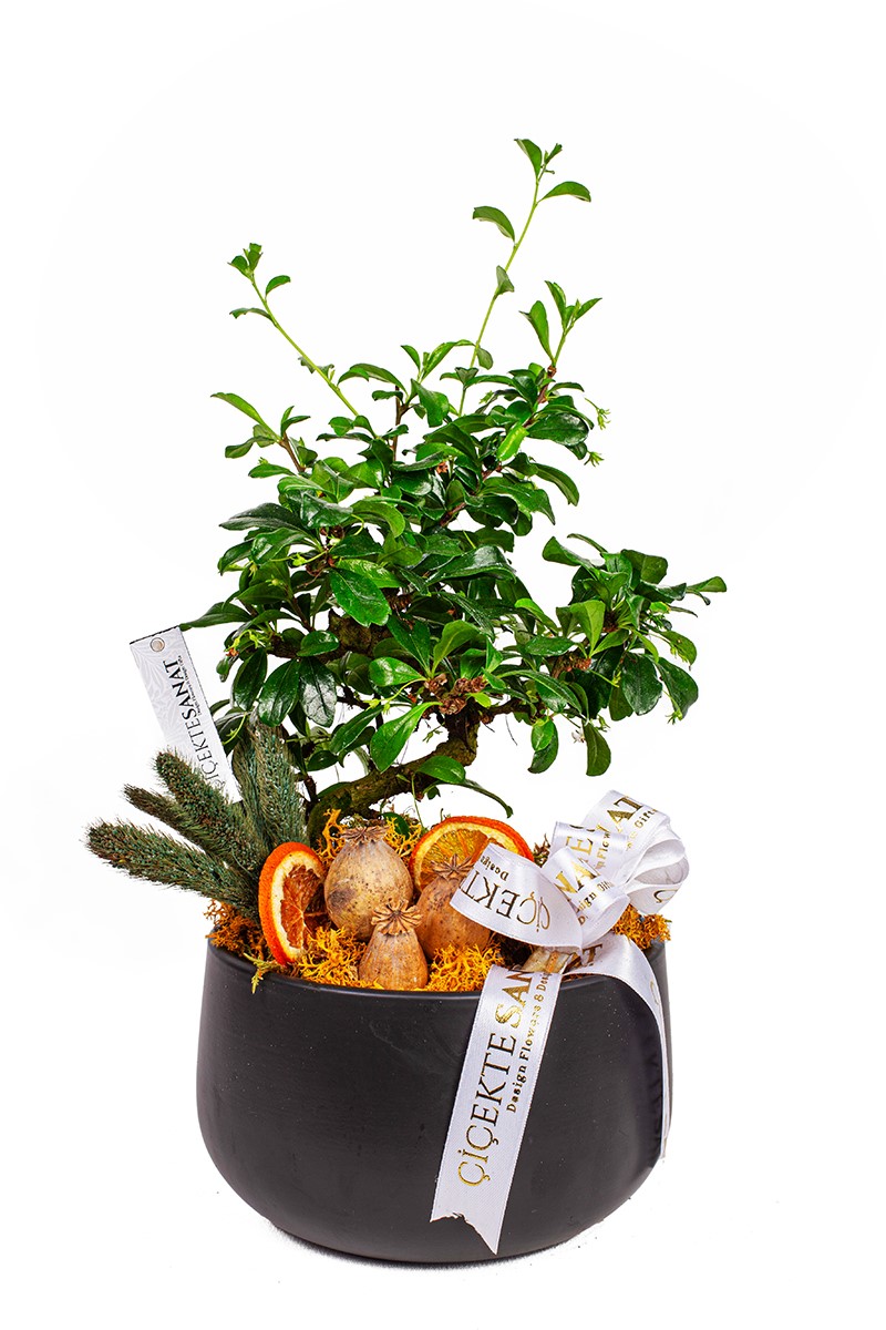 Zelkova Bonsai Ağacı