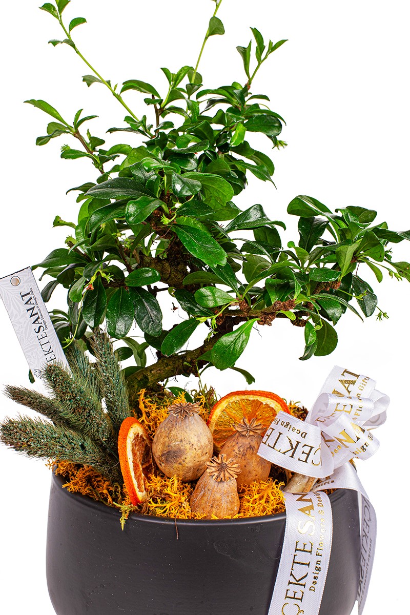 Zelkova Bonsai Ağacı