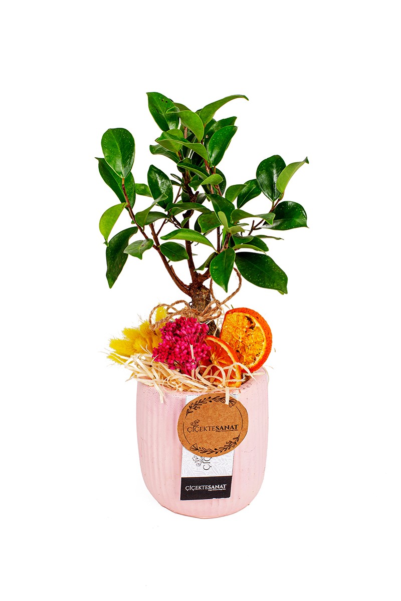 Pink Design Bonsai Çiçeği