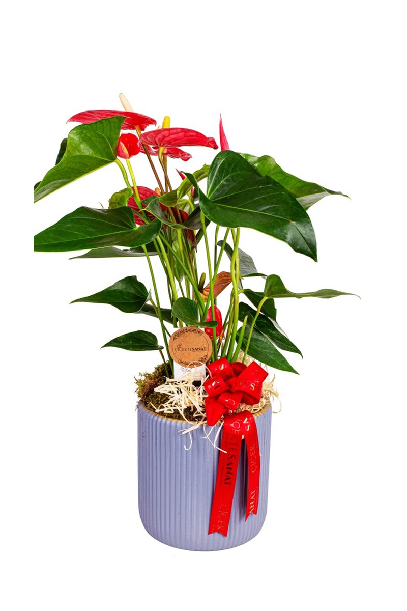 Premium Antoryum Bitkisi - 1