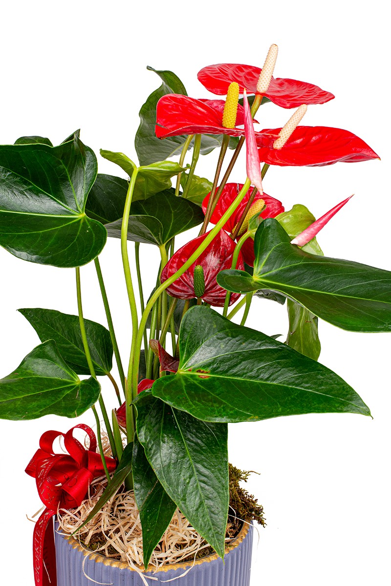 Premium Antoryum Bitkisi - 2