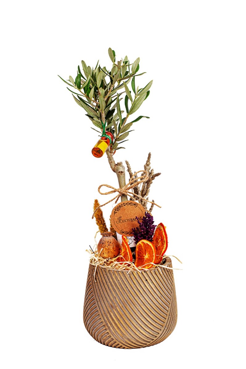 Happy Tiny Bonsai Zeytin Ağacı - 1
