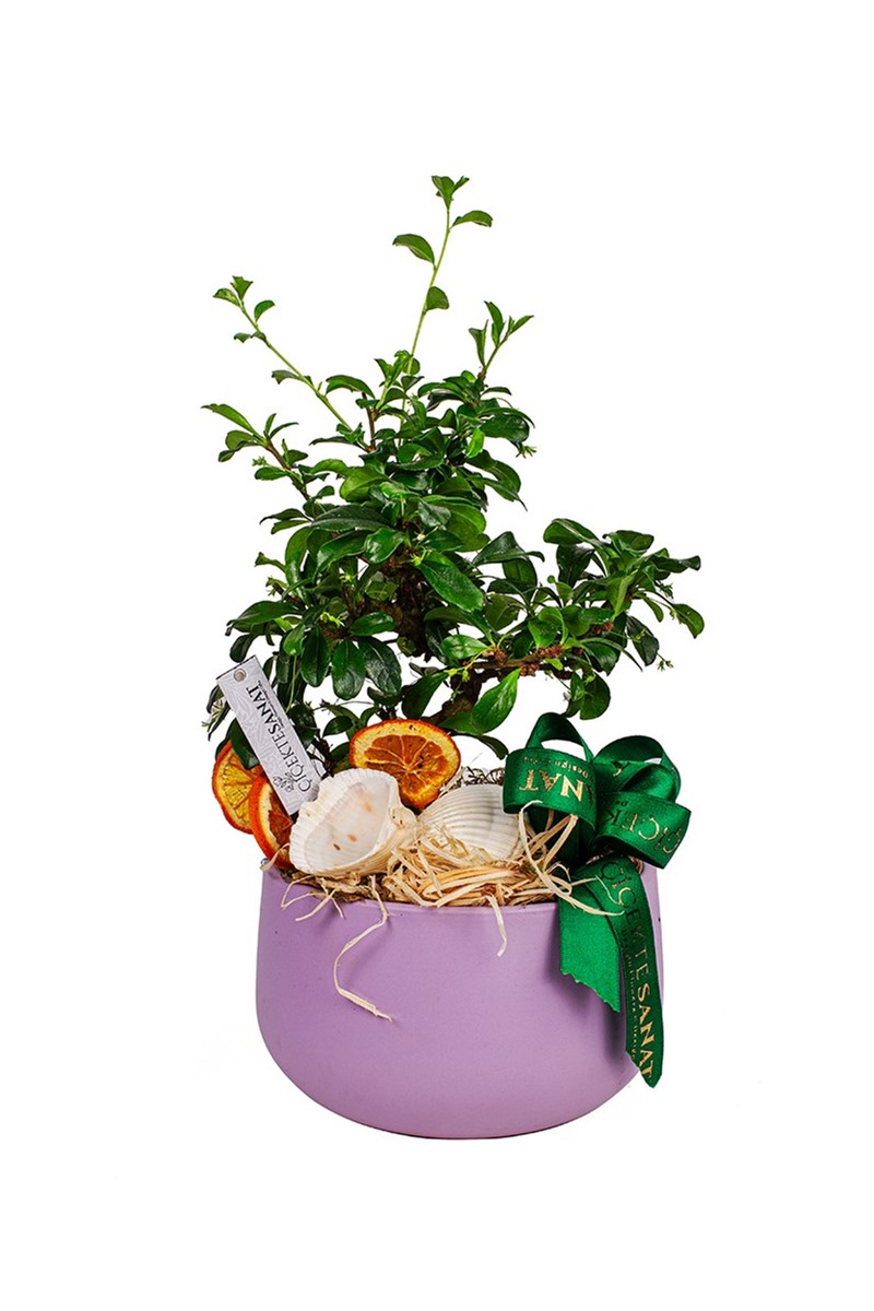 Zelkova Bonsai Ağacı