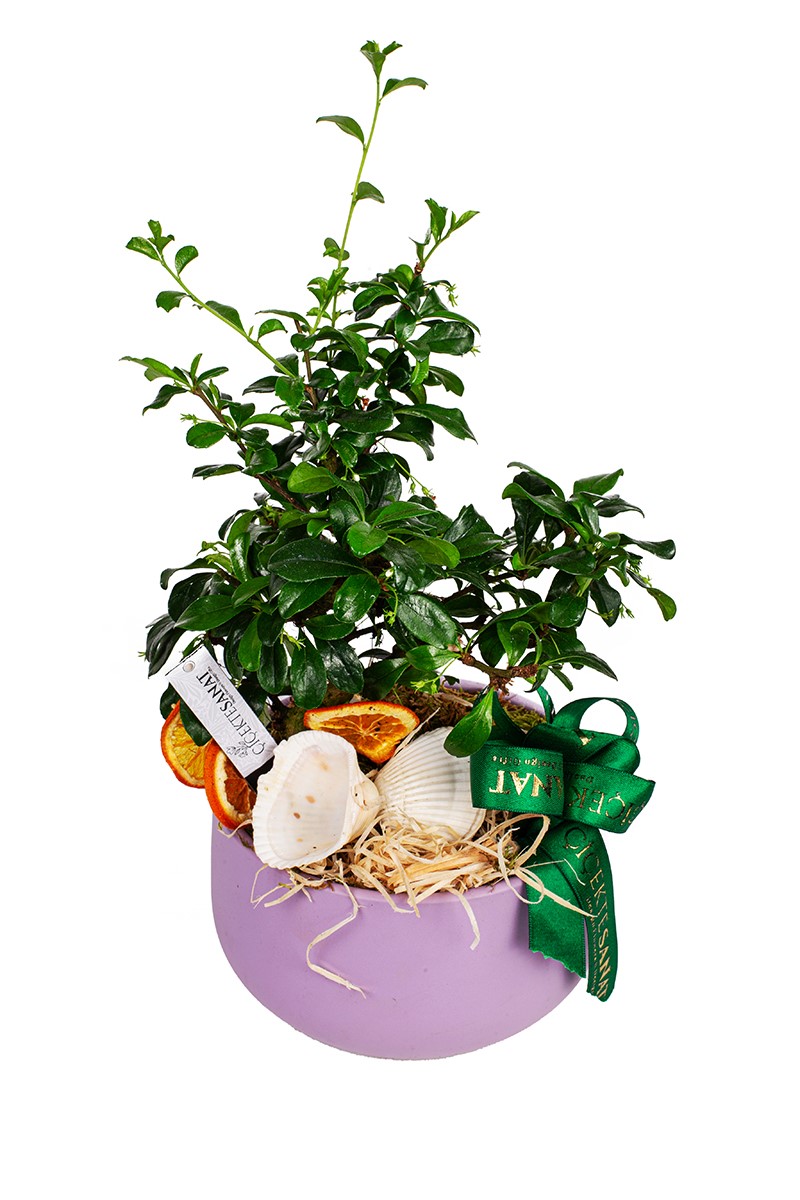 Zelkova Bonsai Ağacı