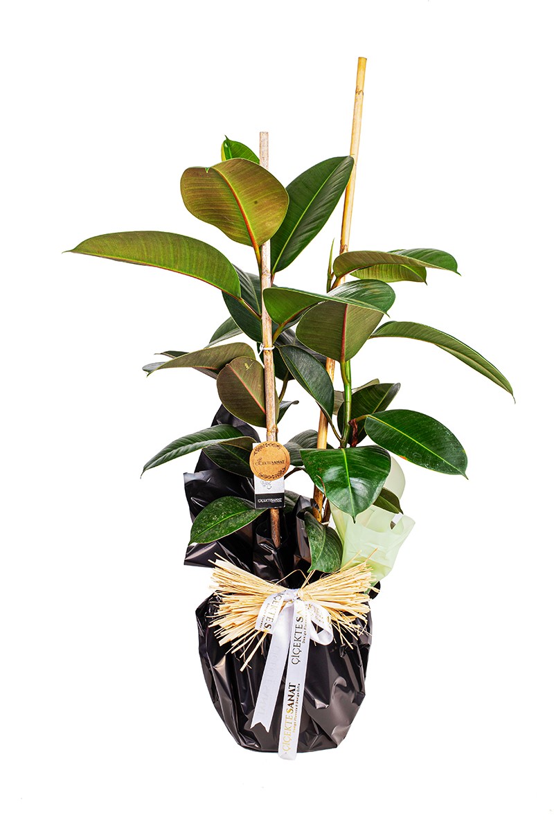 Kauçuk Ağacı Ficus Elastica - 1