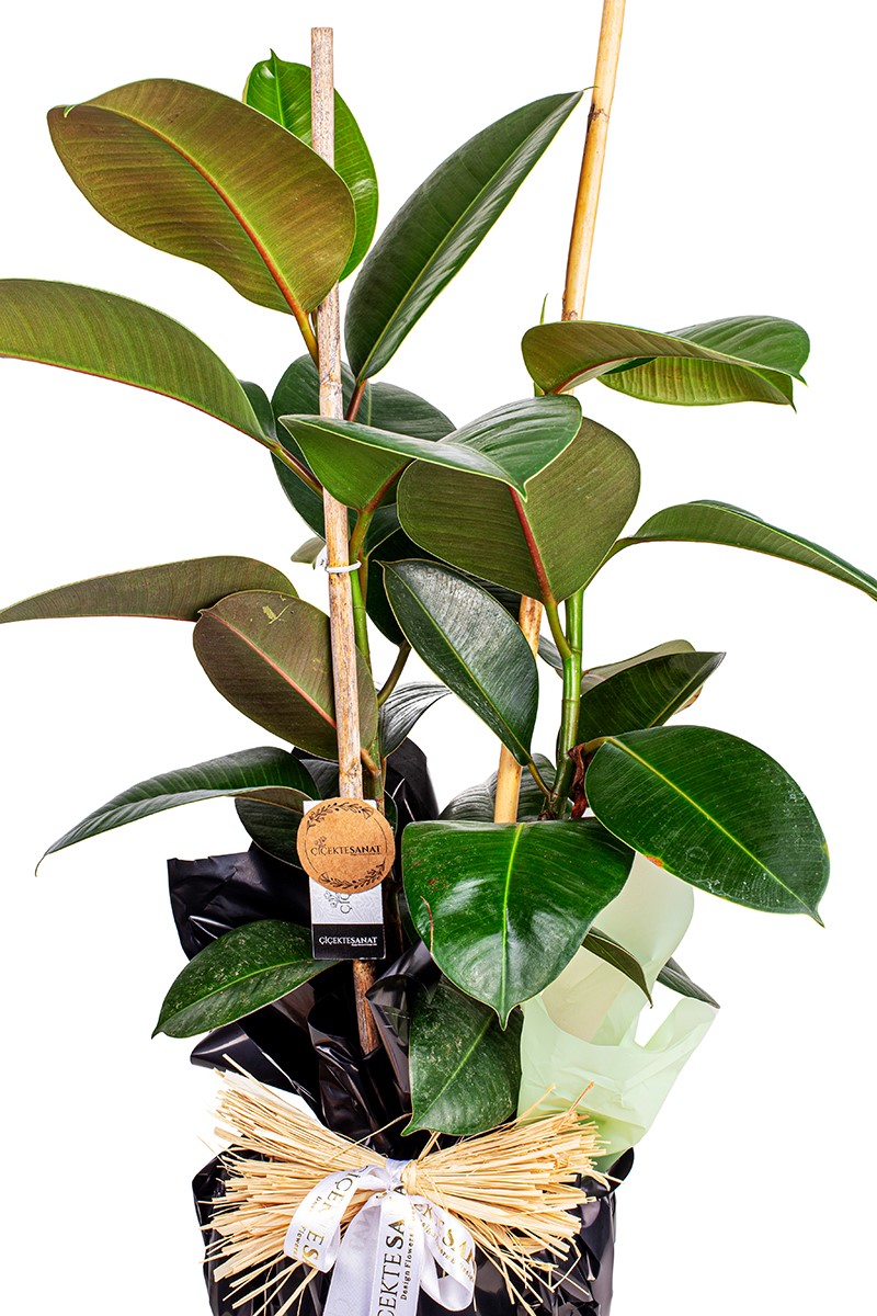 Kauçuk Ağacı Ficus Elastica - 2