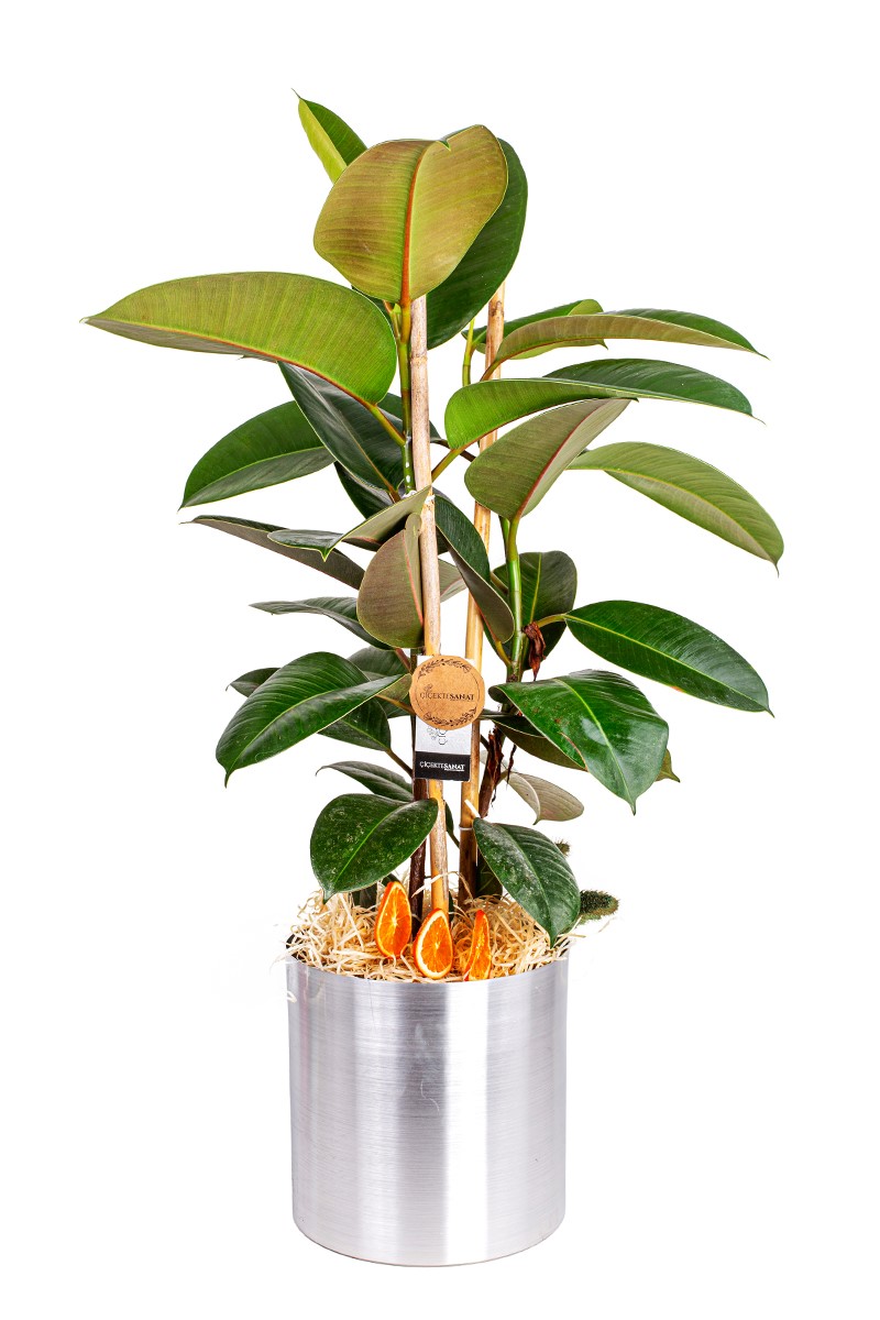 Kauçuk Ağacı Ficus Elastica Metal Saksı - 1