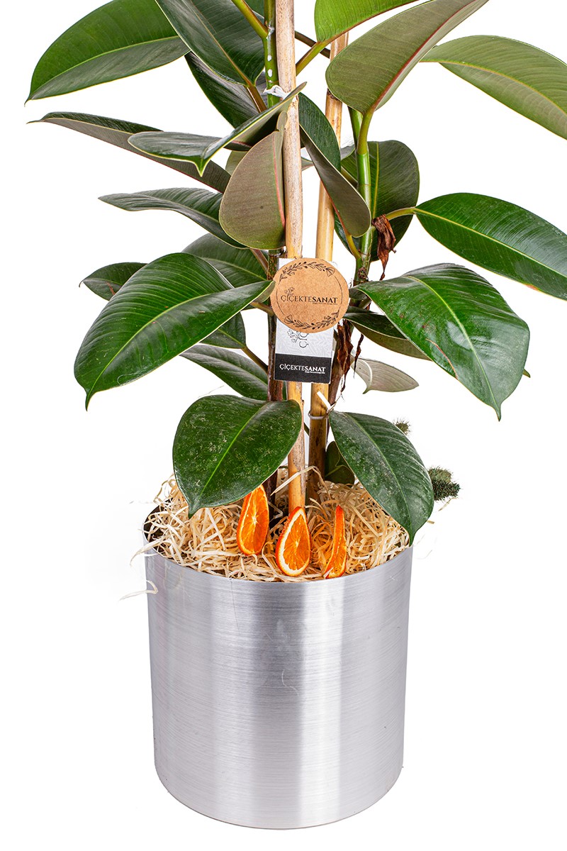 Kauçuk Ağacı Ficus Elastica Metal Saksı - 2