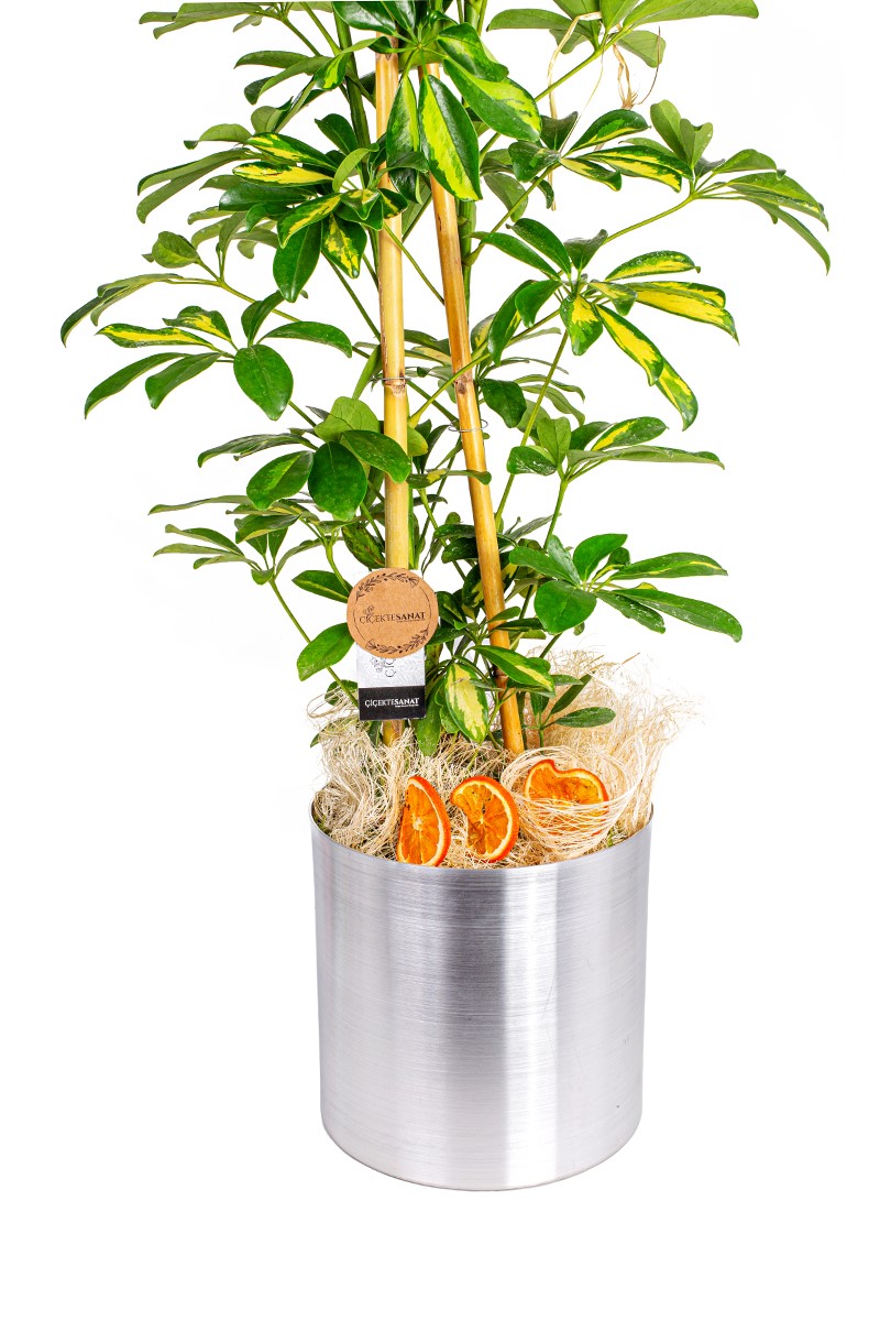 Schefflera Şeflera Çiçeği - Metal Saksı - 2