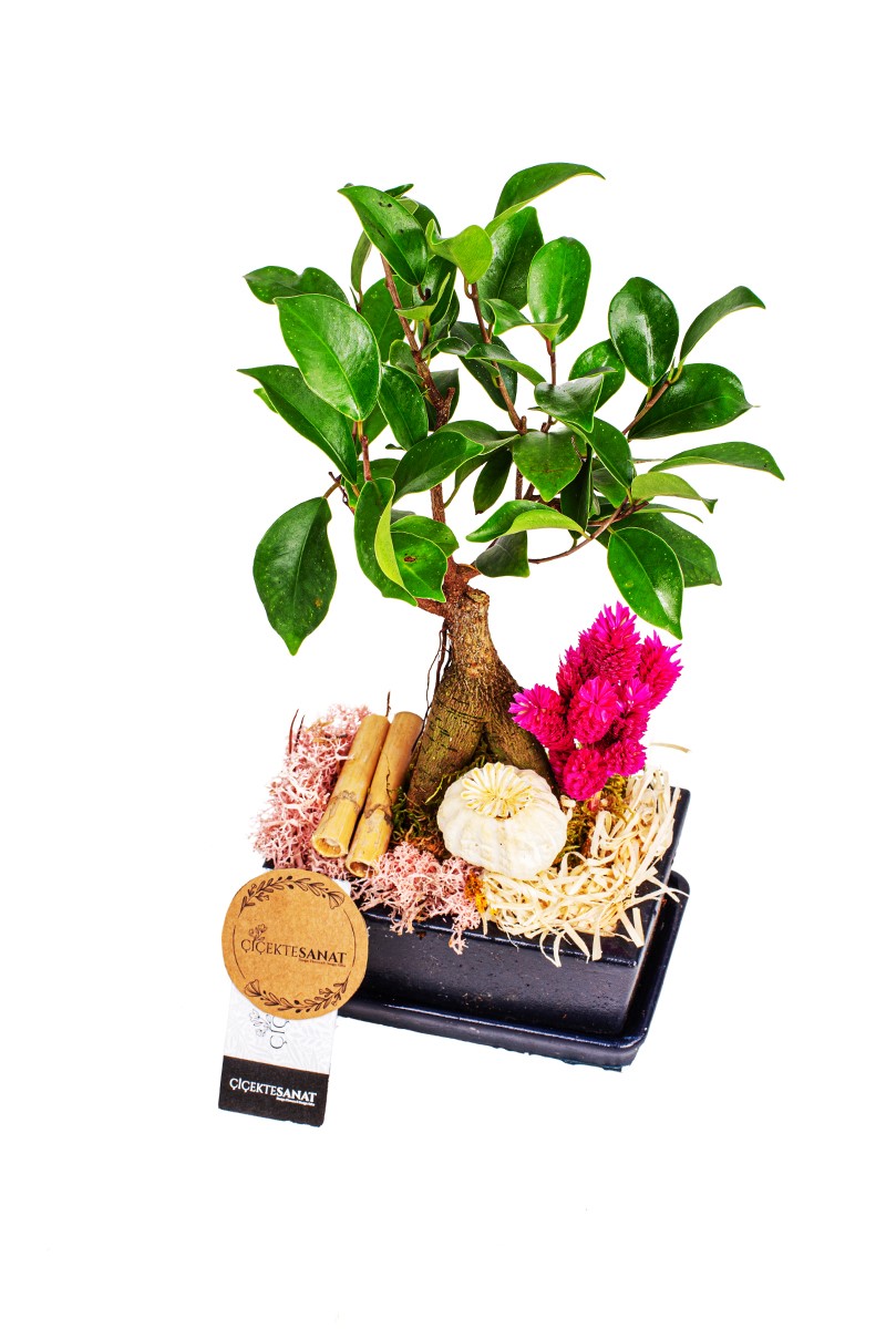 My Bonsai (Bonzai)