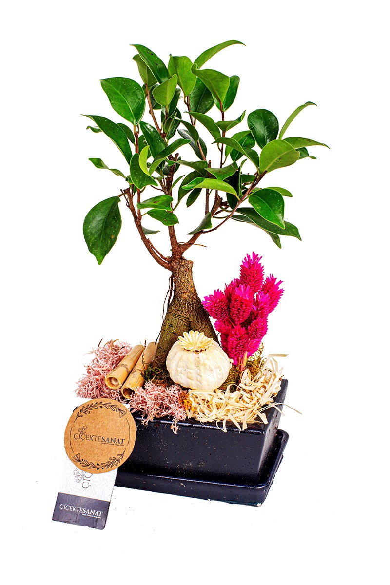 My Bonsai (Bonzai)
