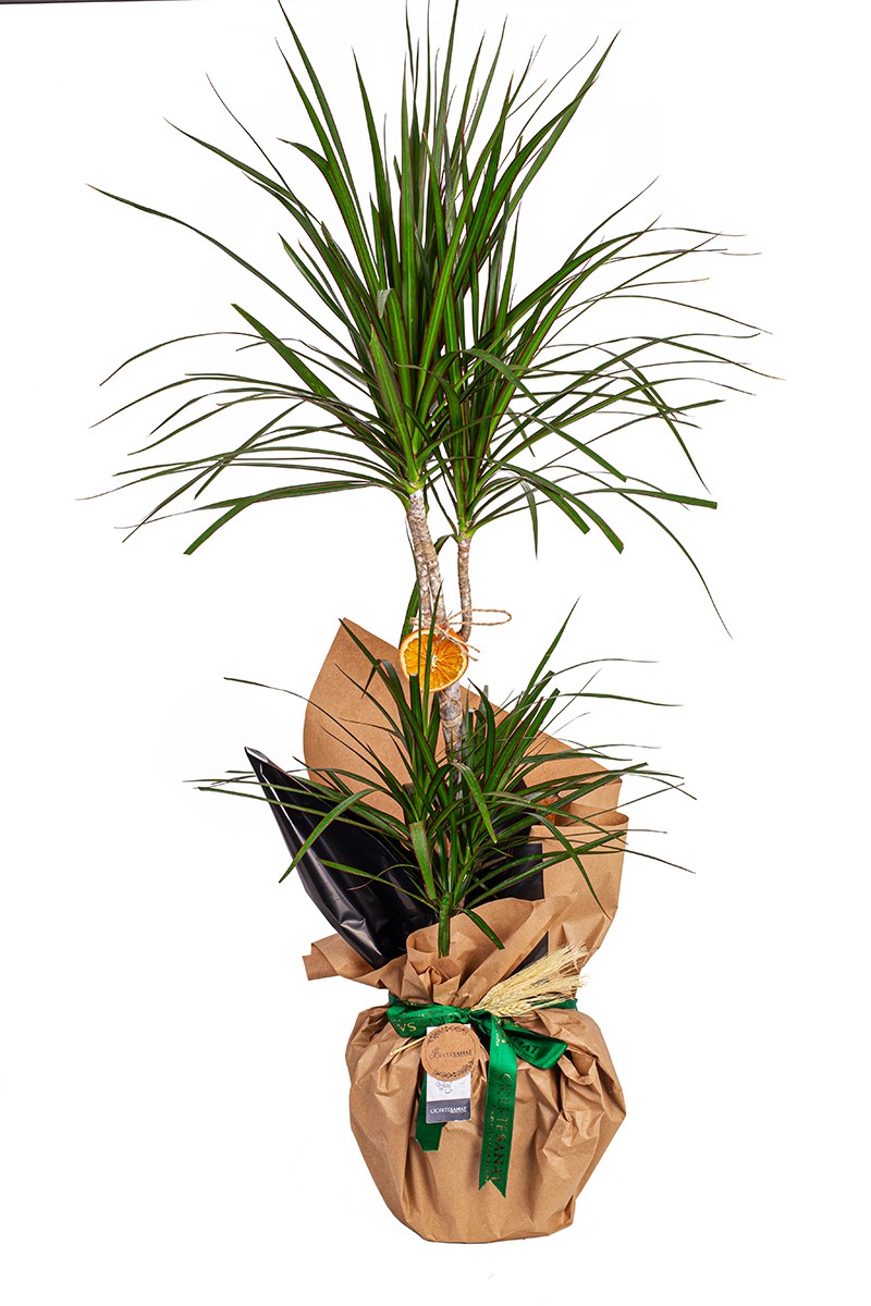 Dracaena Marginata 2 Gövdeli - 1