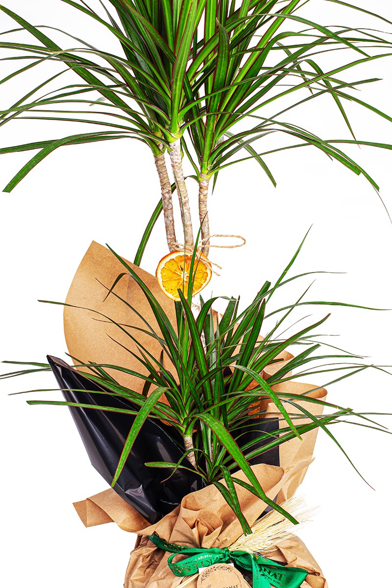 Dracaena Marginata 2 Gövdeli - 2