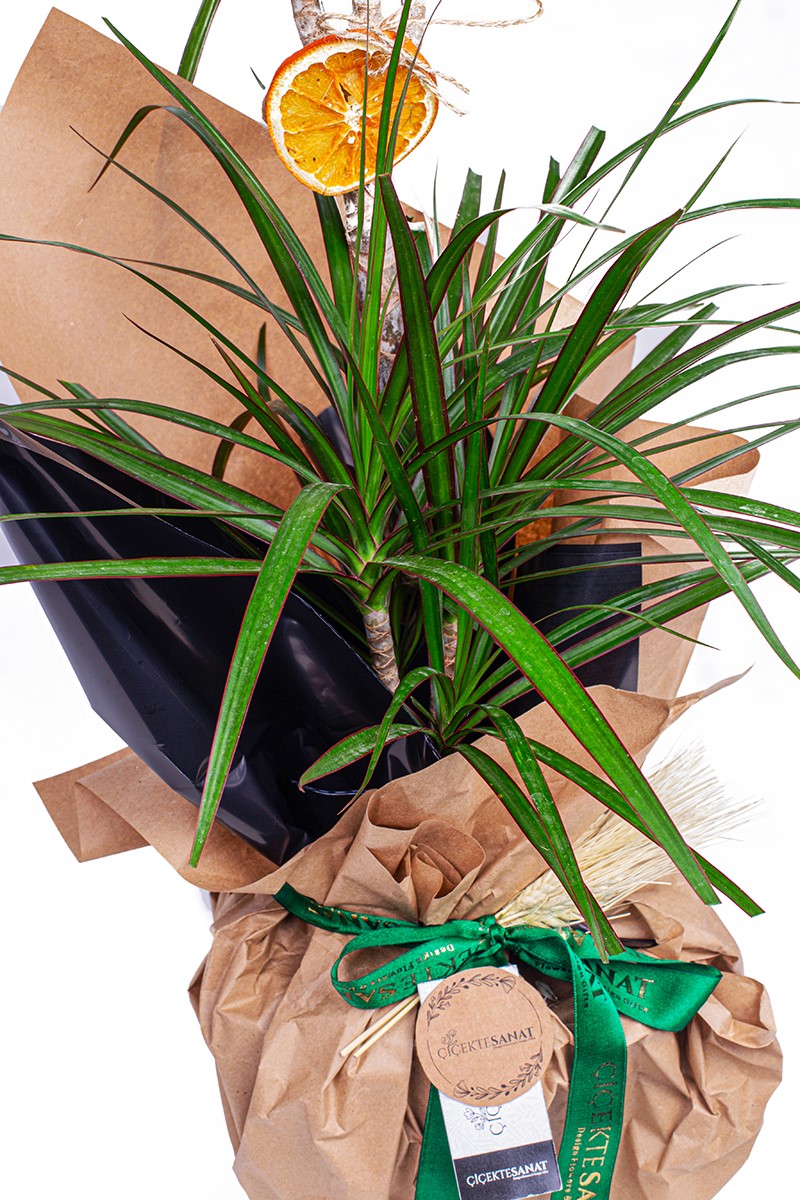 Dracaena Marginata 2 Gövdeli - 3