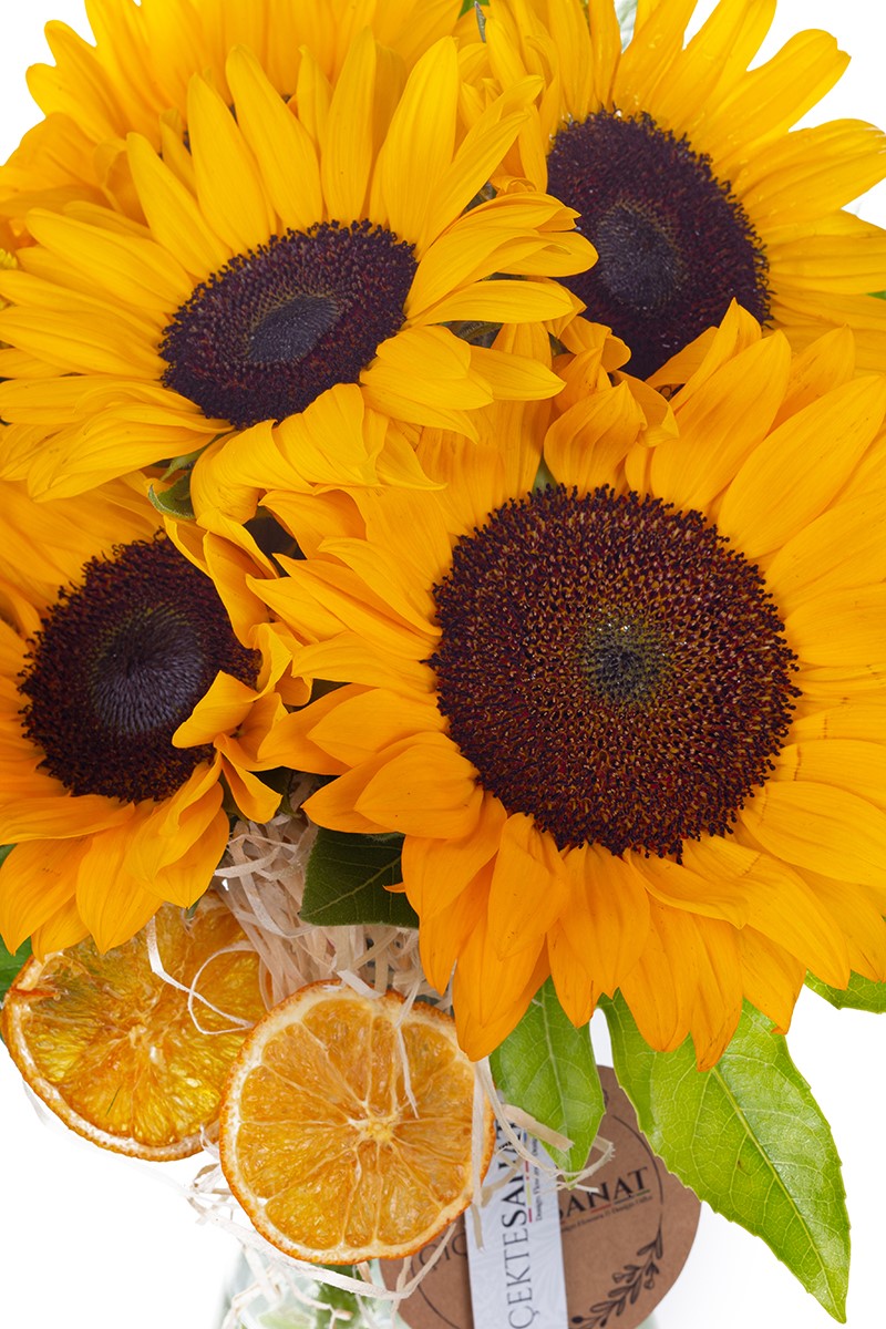 Baby Sunflower