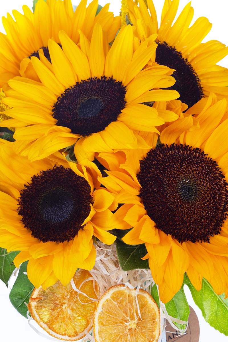 Baby Sunflower